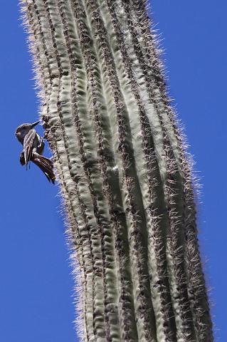 113 Saguaro National Park.jpg